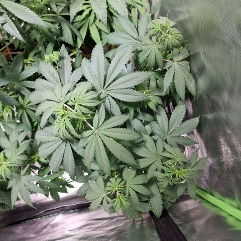 Orange Bud growlog timeline photo