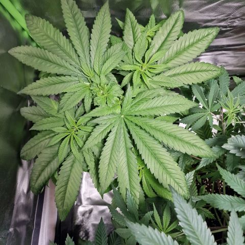 Super Lemone Haze  growlog timeline photo