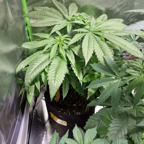 Super Lemone Haze  growlog timeline photo