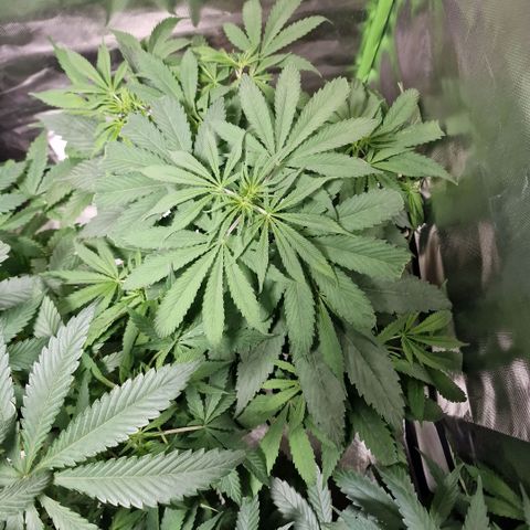 Skunk growlog timeline photo
