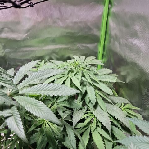 Skunk growlog timeline photo