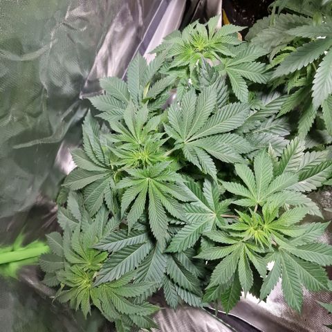 Northern Lights  growlog timeline photo