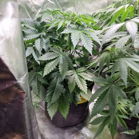 Northern Lights  growlog timeline photo