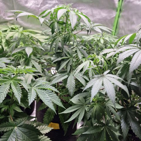 Passion Fruit  growlog timeline photo