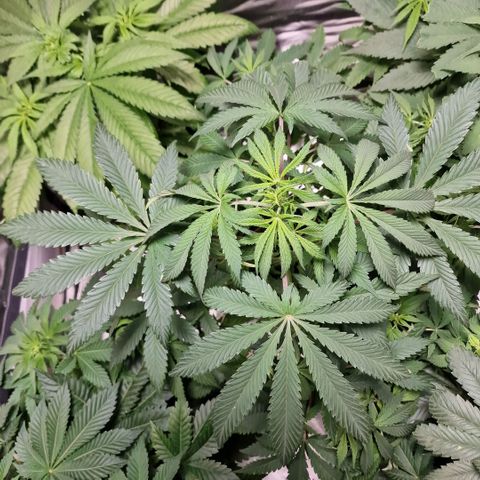 Passion Fruit  growlog timeline photo