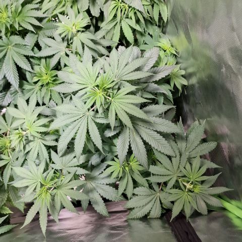Orange Bud growlog timeline photo