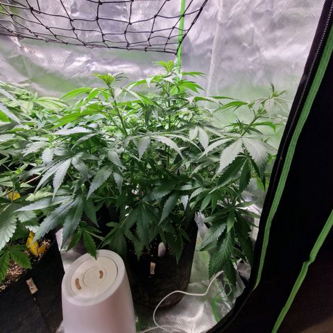 Orange Bud growlog timeline photo