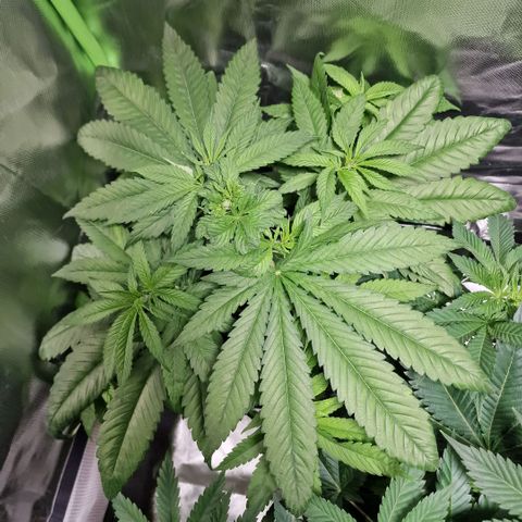 Super Lemone Haze  growlog timeline photo