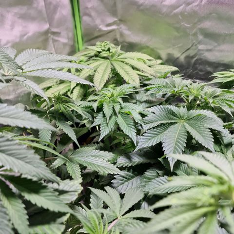 Super Lemone Haze  growlog timeline photo