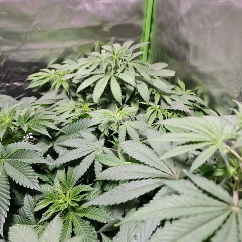 Skunk growlog timeline photo