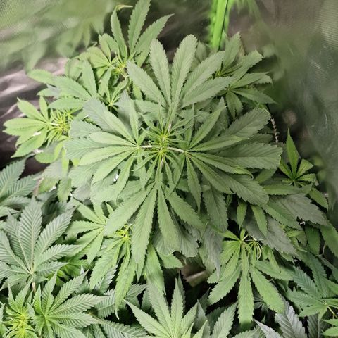 Skunk growlog timeline photo