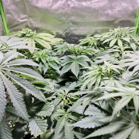 Northern Lights  growlog timeline photo