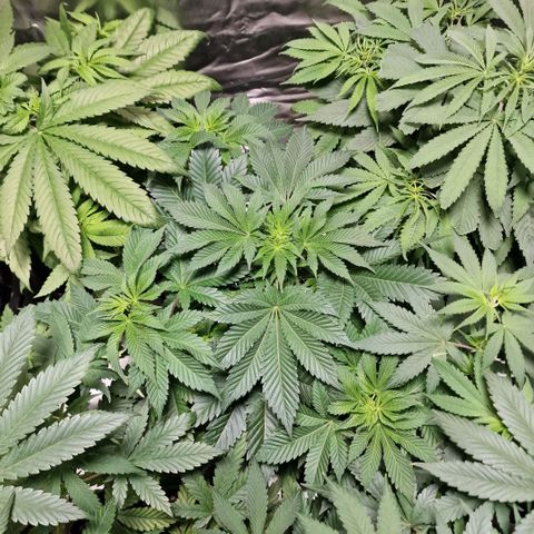 Northern Lights  growlog timeline photo
