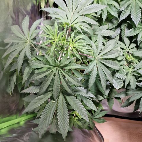 Passion Fruit  growlog timeline photo