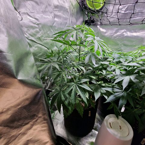 Passion Fruit  growlog timeline photo