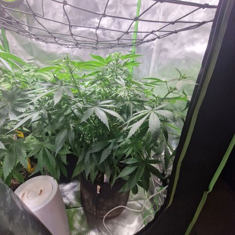 Orange Bud growlog timeline photo