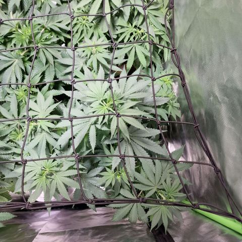 Orange Bud growlog timeline photo