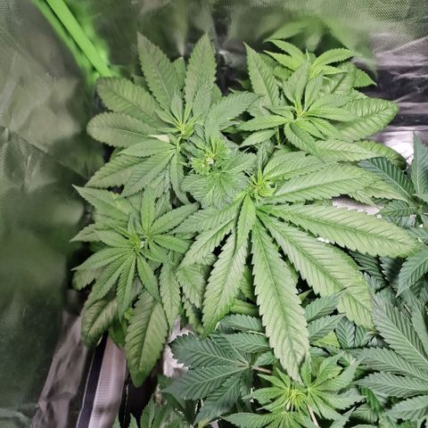 Super Lemone Haze  growlog timeline photo