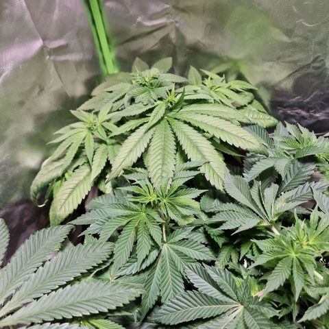 Super Lemone Haze  growlog timeline photo