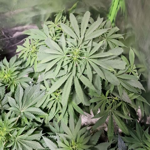 Skunk growlog timeline photo