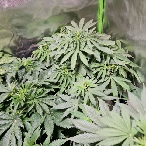 Skunk growlog timeline photo