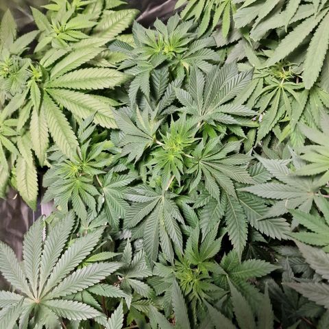 Northern Lights  growlog timeline photo