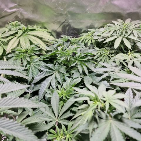 Northern Lights  growlog timeline photo