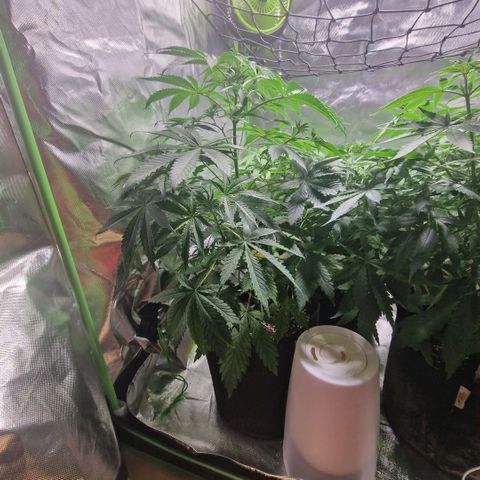 Passion Fruit  growlog timeline photo