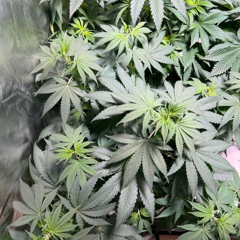 Orange Bud growlog timeline photo