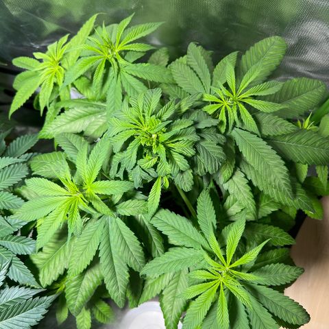 Super Lemone Haze  growlog timeline photo
