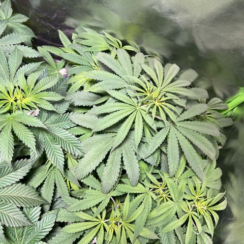 Skunk growlog timeline photo
