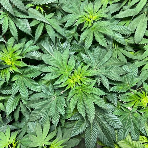 Northern Lights  growlog timeline photo
