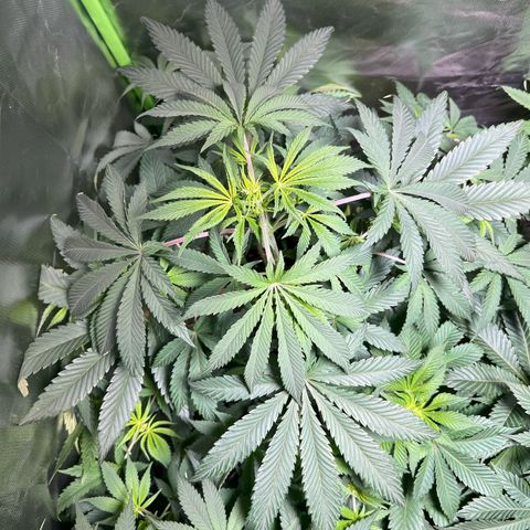 Passion Fruit  growlog timeline photo