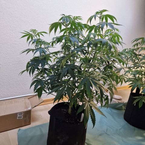 Orange Bud growlog timeline photo