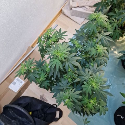 Orange Bud growlog timeline photo