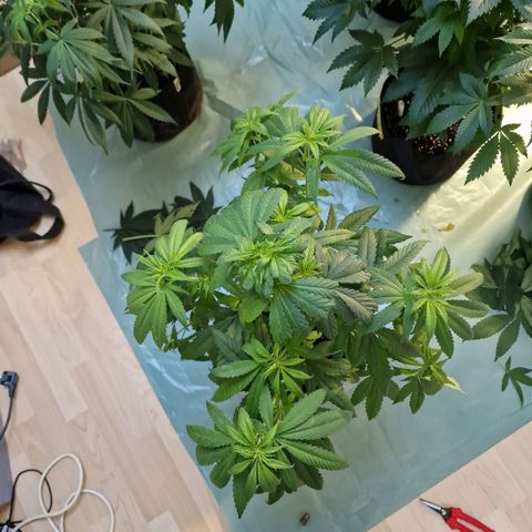 Super Lemone Haze  growlog timeline photo