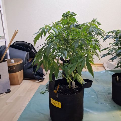 Super Lemone Haze  growlog timeline photo