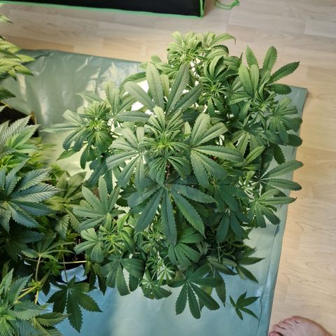 Skunk growlog timeline photo