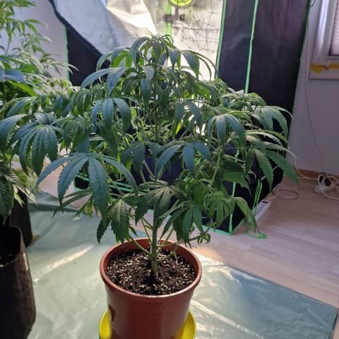 Skunk growlog timeline photo