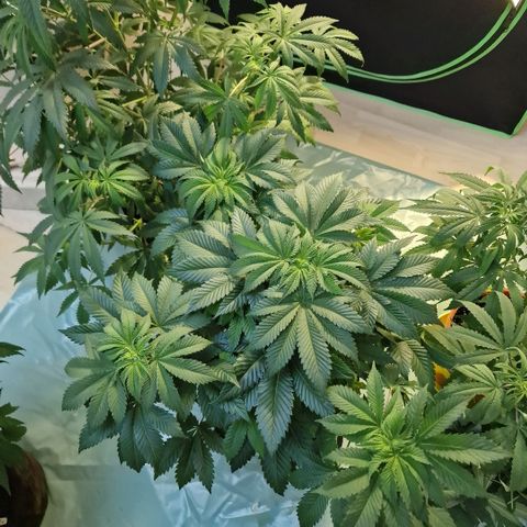 Northern Lights  growlog timeline photo