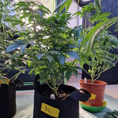 Northern Lights  growlog timeline photo