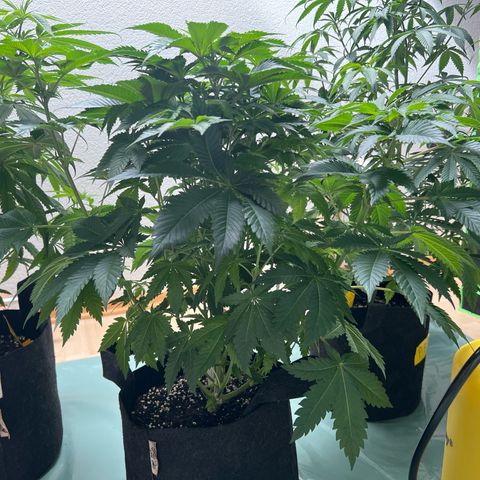 Northern Lights  growlog timeline photo