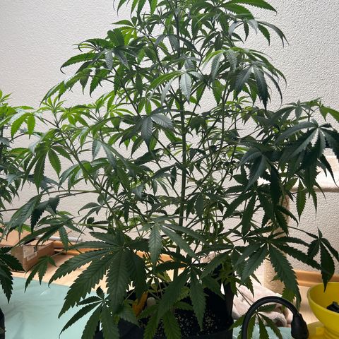 Passion Fruit  growlog timeline photo