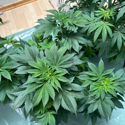 Northern Lights  growlog timeline photo