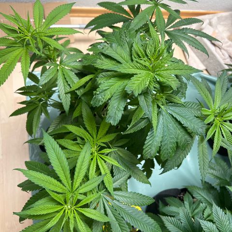 Super Lemone Haze  growlog timeline photo