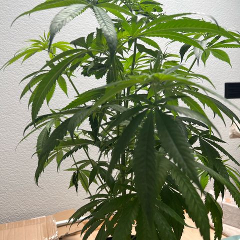Super Lemone Haze  growlog timeline photo