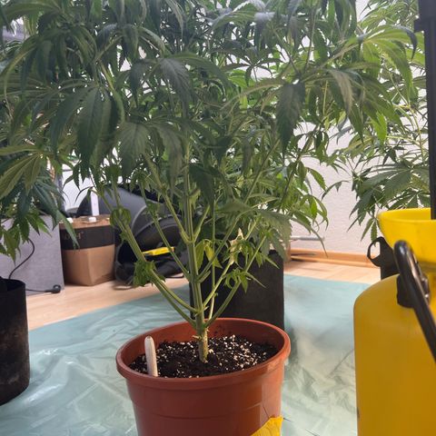 Skunk growlog timeline photo