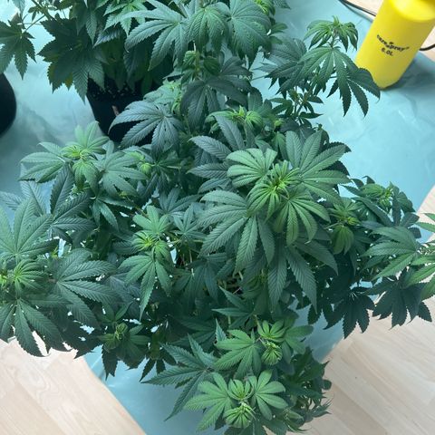 Orange Bud growlog timeline photo