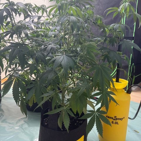 Orange Bud growlog timeline photo