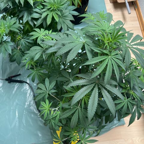 Passion Fruit  growlog timeline photo